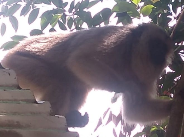 Una "monita" sorprendió a los vecinos de Los Hornos deambulando por los techos