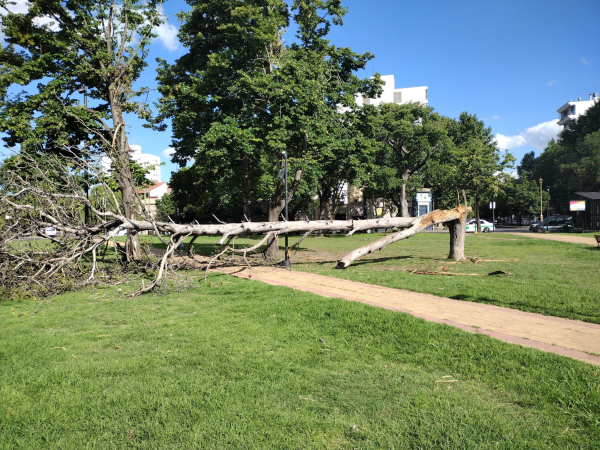 Vecinos volvieron a pedir que se retiren los árboles caídos en Plaza España