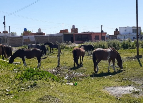 "Cree que somos sus peones": denunciaron a un vecino de Berisso por tener caballos sueltos e intervino un organismo nacional