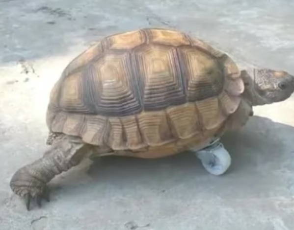 El emocionante video de la tortuga que reemplaza una de sus patitas con una rueda