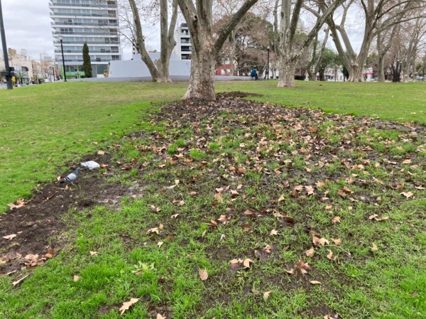 "Sigue igual que hace semanas": Vecinos platenses, molestos por una gran pérdida de agua en Plaza Belgrano