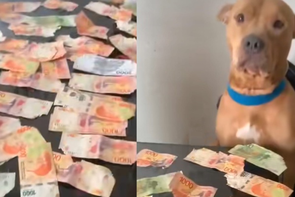 "Hasta el perro sabe que no valen nada": llegó a su casa y vio cómo su mascota había "comido" una gran cantidad de dinero