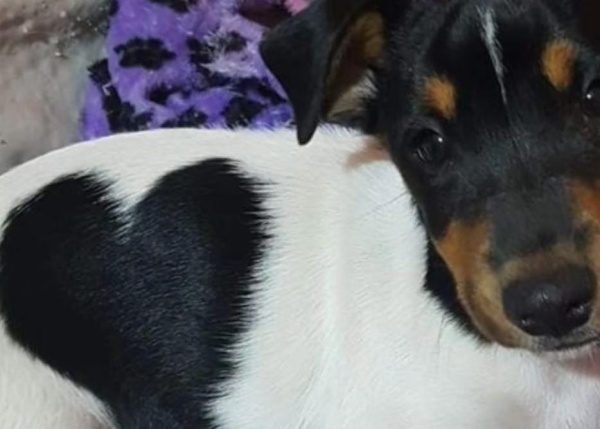 "¡Su mancha es un corazón!": compartió la foto de su mascota en la redes y enterneció a todos