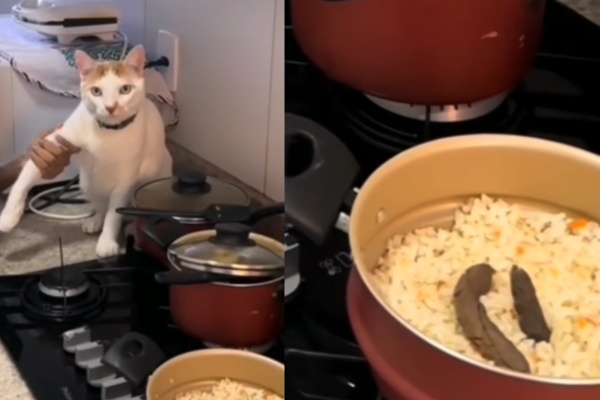 Estaba cocinando, se fue por un momento y su gato no tardó en dejarle un "regalito" encima de la comida