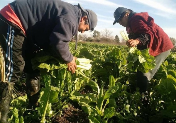 Hallaron una alta concentración de parásitos en verduras del cordón hortícola de La Plata