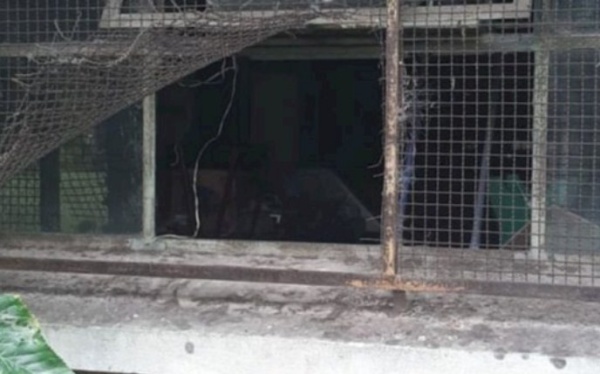 Robaron y causaron destrozos en un colegio de Tolosa: hicieron estallar los vidrios