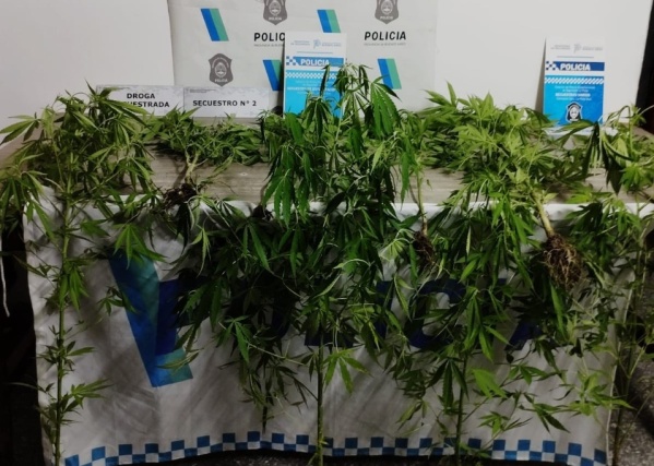 Detuvieron a dos jóvenes en 90 y 21 por abuso de armas y les incautaron plantas de marihuana