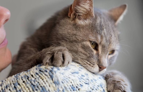 Un estudio reveló que el mejor método para relacionarse con los gatos es a través de la comunicación visual