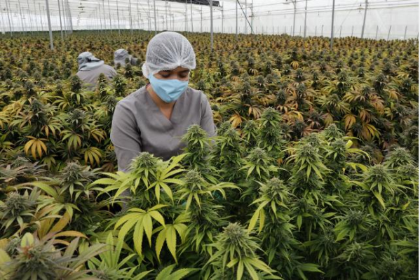 El Gobierno lanzó la Agencia Nacional de Cannabis, que busca impulsar el uso medicinal e industrial