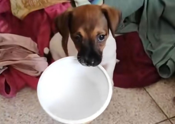 Adoptó una perrita y su gesto para estar siempre cerca de su nuevo dueño fue viral: "Quiere estar con vos"