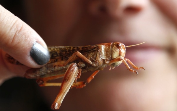 Buscan autorizar el uso de insectos para consumo humano en Argentina: aseguran que "contribuirá a la alimentación del futuro"
