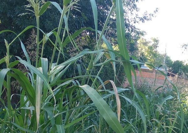 En un sector de Los Hornos pidieron que corten el pasto de forma urgente