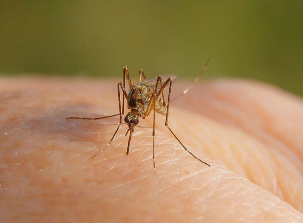 Pastos altos e invasión de mosquitos en La Plata: vecinos alertaron por la posible proliferación del dengue