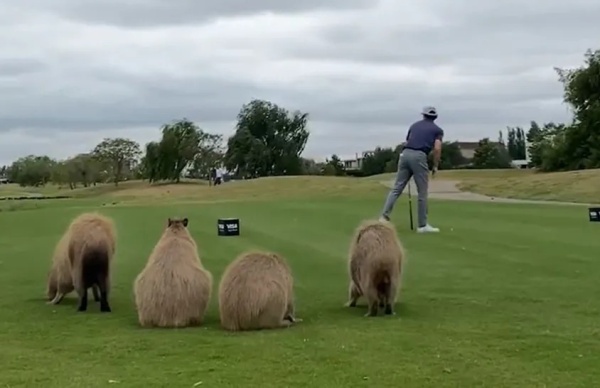 Una tribuna única: varios carpinchos se sumaron al VISA Open de Golf