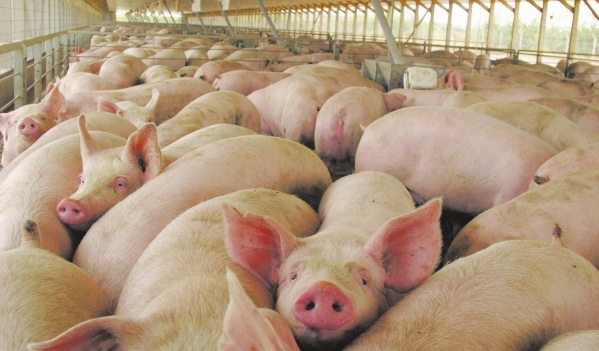 El Gobierno bonaerense emitió un alerta epidemiológica por un brote de triquinosis