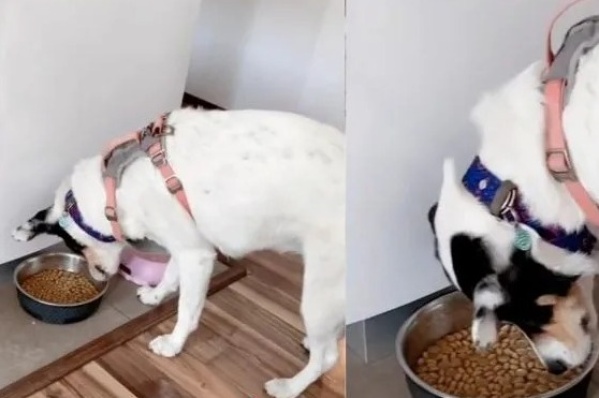 Una perrita a la que llaman "estafadora" finge comer para convencer a sus dueños de algo muy especial