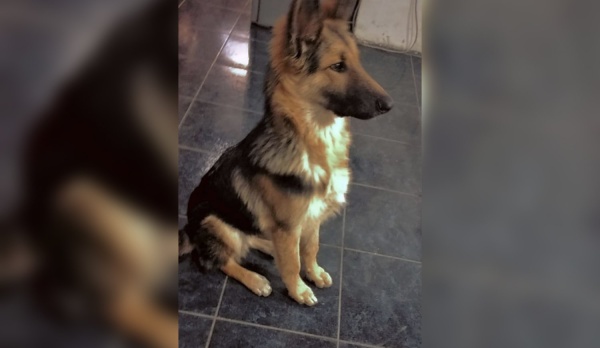 Alerta en City Bell por envenenadores de perros