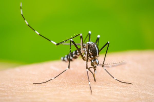 Alerta dengue: ya son 15 los platenses con la enfermedad y desde el Municipio encendieron las alarmas