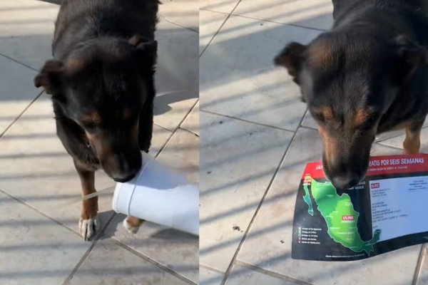 "Ni idea de dónde saca tantas cosas": una perra recibe todos los días con un "regalo" a empleados y se hace viral