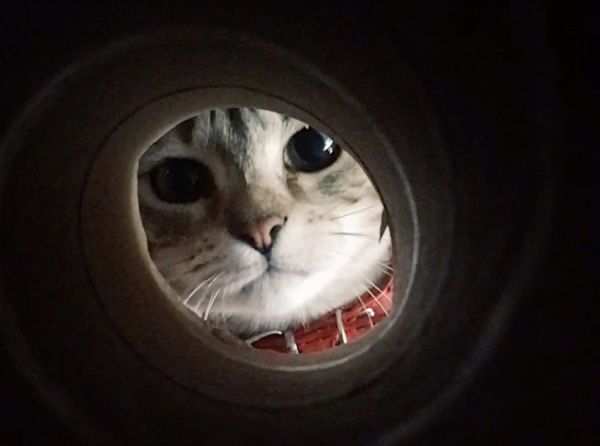 La hija gatuna 'chusmea' el lavarropas y la grabó a escondidas observando: "¿Cómo va a ser tan tierna?"