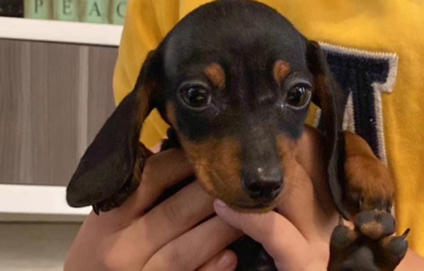 Le regalaron un perro salchicha a la abuela y no pudo contener las lágrimas: "Eso es amar a un animal"