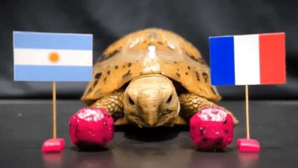 Una tortuga francesa predijo que el campeón sería la Scaloneta: también anticipó la victoria ante México, Polonia y Croacia