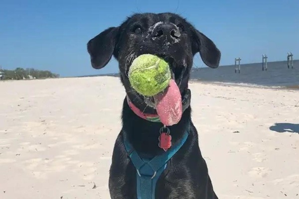 Los Récord Guinness premiaron a una perrita con la lengua más larga del mundo: "Pensamos que crecería proporcionalmente"