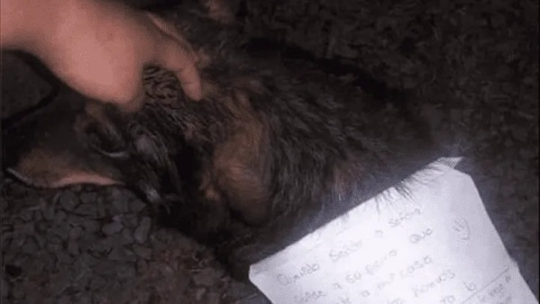 Su perro se fue a "vagar" por las calles pero volvió con una notita en su lomo donde le piden que "hable con él"
