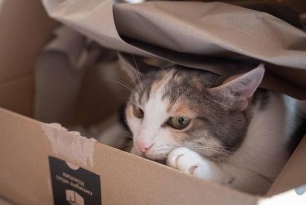 Se realizó un estudio a 500 gatos domésticos para saber por qué motivo eligen esconderse en una caja de cartón