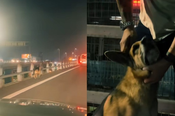Impresionante persecución de un perro que corría asustado en plena autopista: lograron rescatarlo