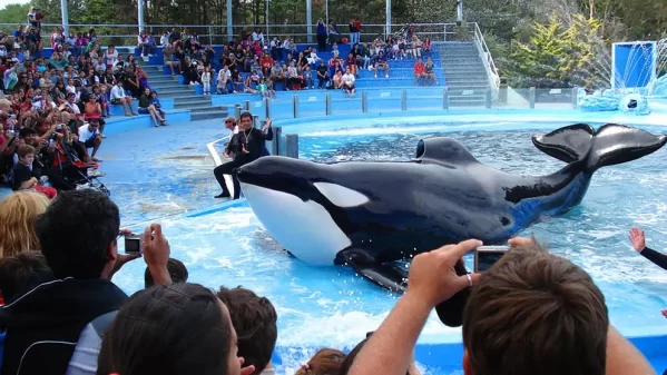 Tras la presentaci&oacute;n de la ley contra el cautiverio de animales marinos, piden la liberaci&oacute;n de la orca Kshamenk