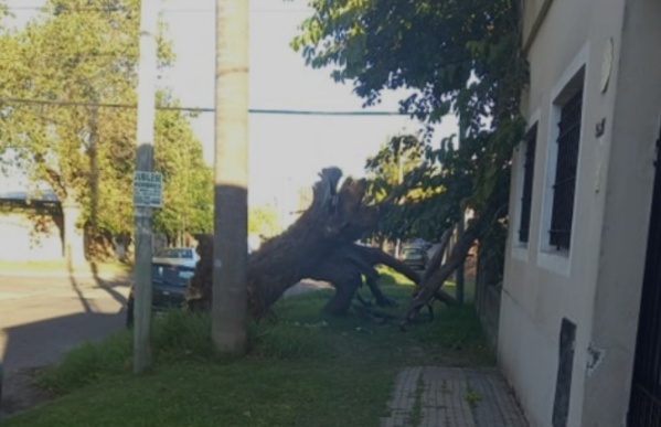 Cay&oacute; un &aacute;rbol en Los Hornos y los vecinos piden ayuda