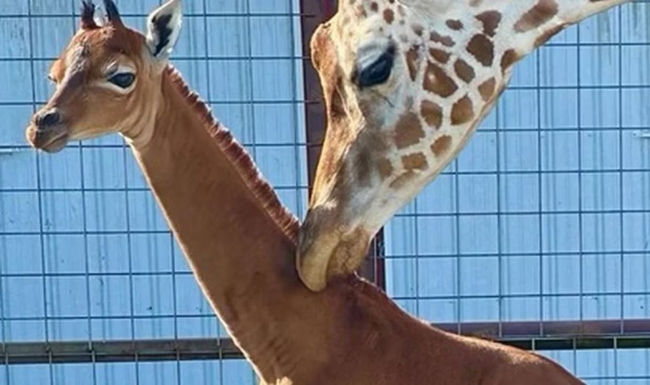 Nació una jirafa sin manchas en Estados Unidos: el último registro fue en Japón en 1972