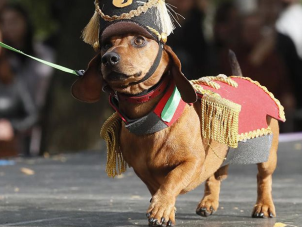 Realizaron un desfile de perros salchichas que se volvió viral y revolucionó las redes sociales