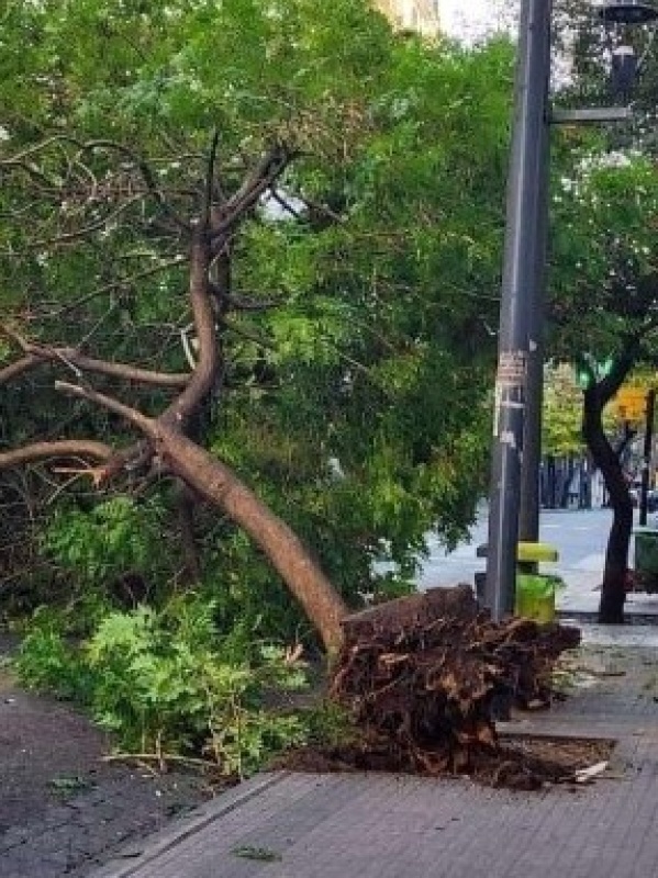 Un árbol se cayó y sorprendió a todos los vecinos de La Plata