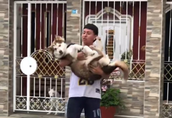 "Ese amor se tiene que dar": filmó a su mascota cuando se escapa para verse con la perra de enfrente y conmovió a todos