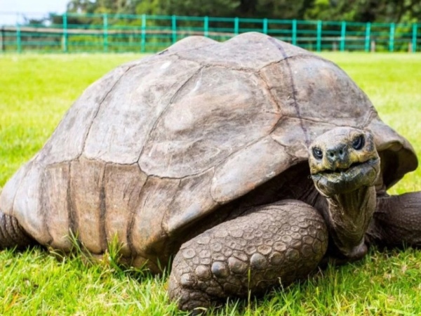 La tortuga "Jonathan" cumplió 190 años: se convirtió en el animal mas longevo del planeta