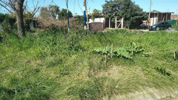 Reclamaron cortes de pasto en barrio UPCN porque la maleza ya tapa la vereda