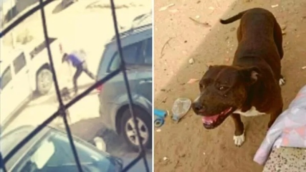 Un perro mordió a su hijo y en venganza decidió buscar al animal y acuchillarlo hasta la muerte