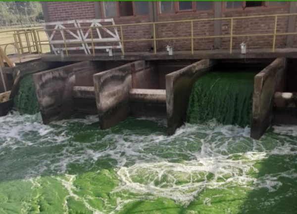 Qué se sabe del nuevo tipo de algas que afecta la Planta Potabilizadora de agua de La Plata