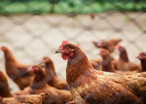 El Municipio de La Plata desplegó un operativo de prevención contra la gripe aviar