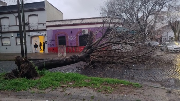 Un árbol cayó en 5 y 39 por los fuertes vientos y obstruyó el paso vial