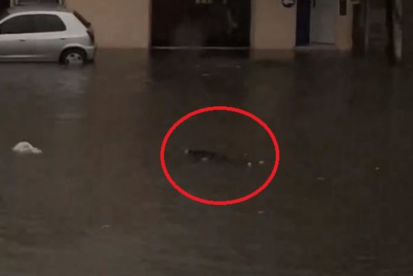 Descubrieron un cuerpo flotando en medio de la tormenta en Lanús