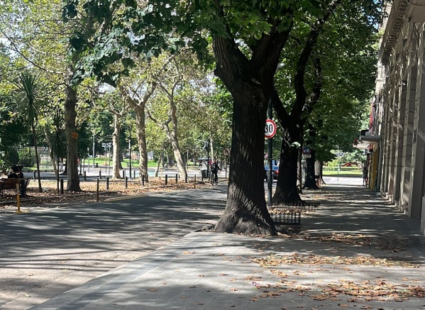 En el centro platense se quejaron por la acumulación de hojas: "¿Y los barrenderos?"