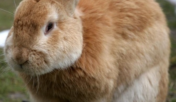 "Chorinejo": producen en Jujuy chorizos de conejo por la sobrepoblación del animal