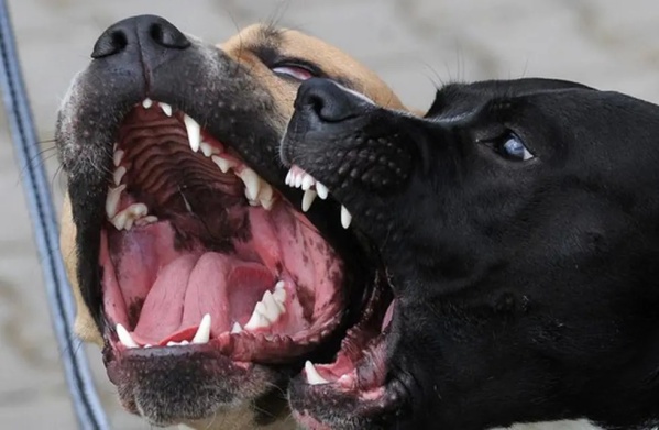 Una menor de 9 años fue atacada por perros y tuvieron que amputarle un brazo: está en terapia intensiva