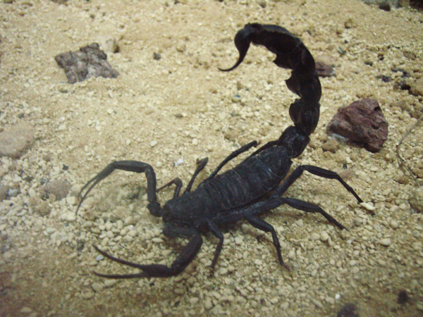 Alerta por escorpiones venenosos en diferentes barrios de La Plata: "Las cucarachas son el alimento de estos arácnidos"