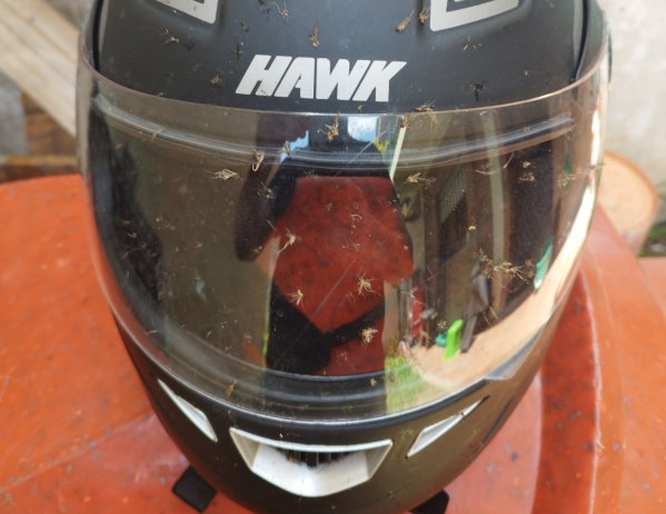 Un motoquero de La Plata mostró cómo le quedó el casco tras luchar una semana contra los mosquitos