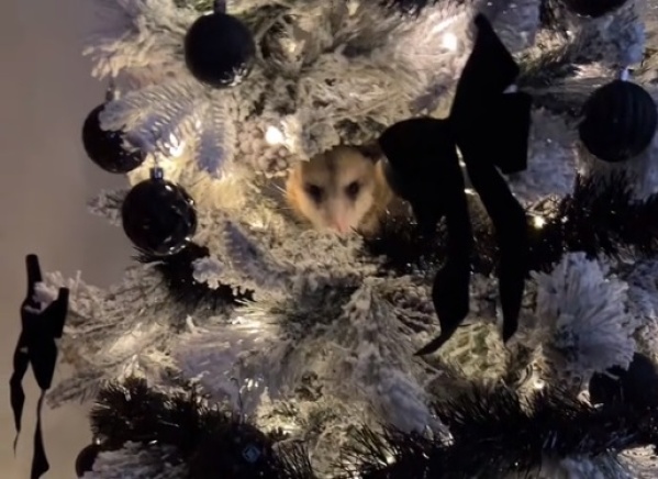Escuchó un "estornudo" en su árbol de navidad, pensó que era su mascota pero una cola larga y peluda la dejó muda