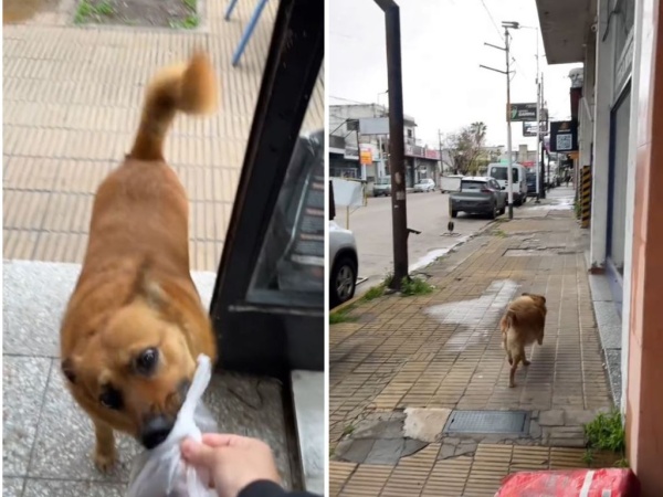 La empleada de un pet shop mostró a un perrito que hace sus propios mandados: "mi cliente más fiel"